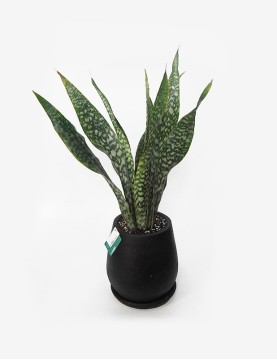 Sansevieria Cola de Ballena