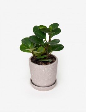 Peperomia Verde con Maceta