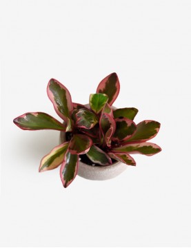 Peperomia Rosada en Maceta