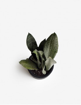 Sansevieria Verde