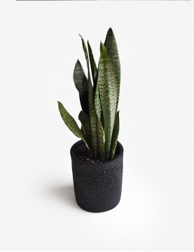 Sansevieria Verde