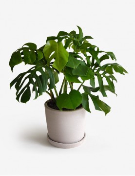 Monstera Deliciosa en Maceta Beige