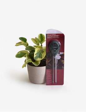 Combo Planta Peperomia Variegada + Medidor de Humedad