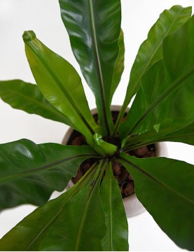 Planta de interior Helecho Alemán con maceta