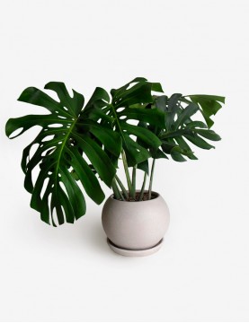 Monstera Deliciosa en Maceta Beige