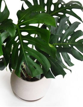 Monstera Deliciosa en Maceta Beige