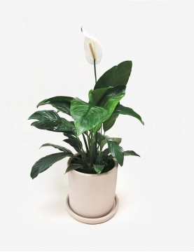 Monstera Deliciosa en Maceta Beige