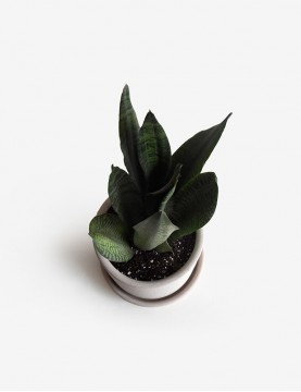 Sansevieria Verde