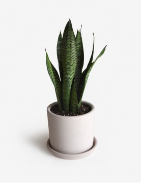 Sansevieria Verde