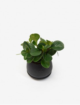 Planta Natural Peperomia Verde con Maceta de Arcilla