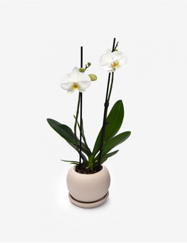 Orquídea Phalaenopsis Blanca Dos Varas Delivery Lima